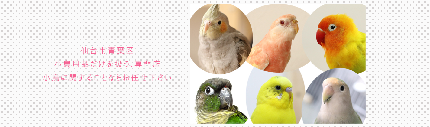 とりっぴー小鳥用品専門店